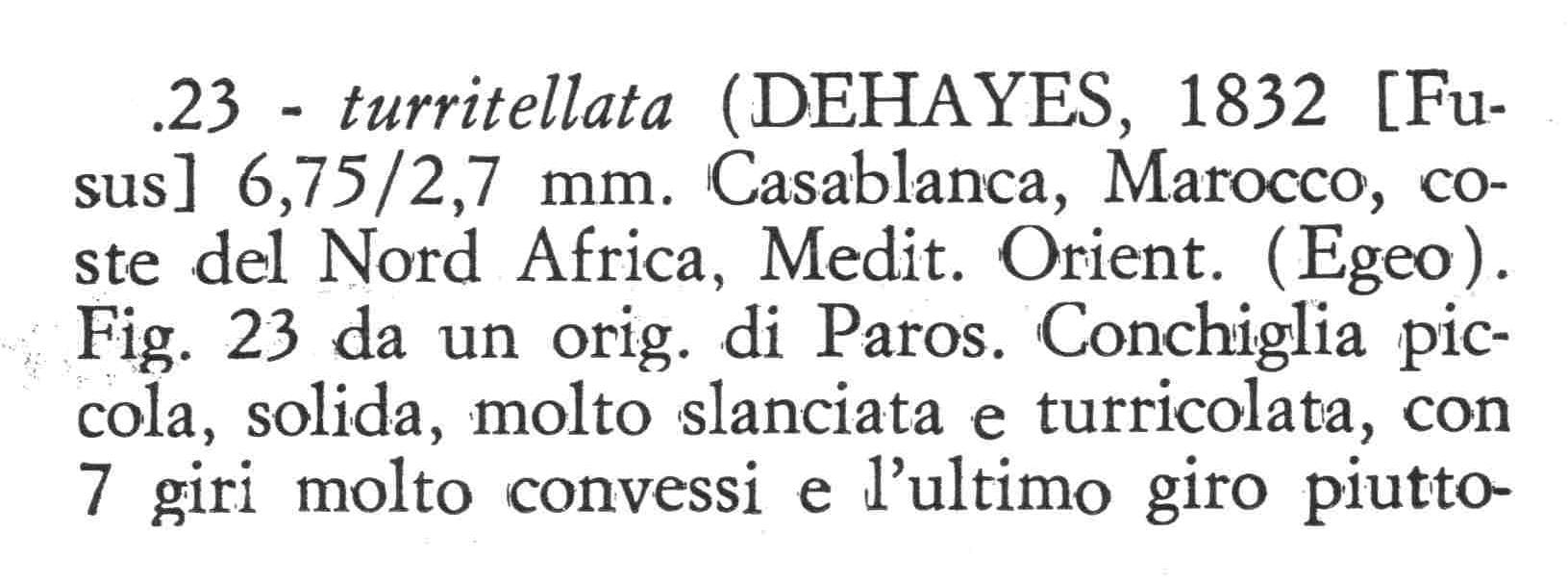 Famiglia Buccinidae: il genere Chauvetia